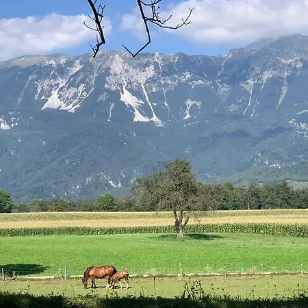 Апартаменты Rose 8 *